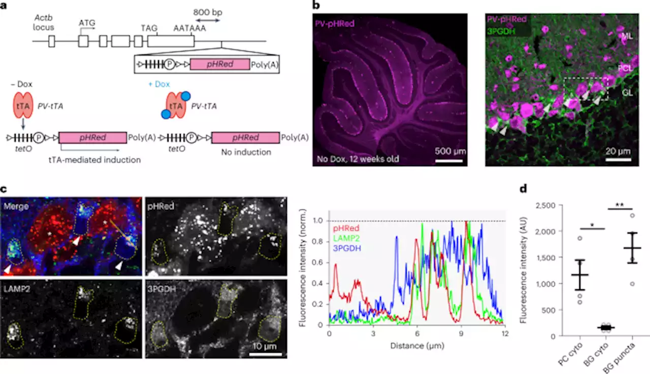 Synaptic pruning through glial synapse engulfment upon motor learning - Nature Neuroscience