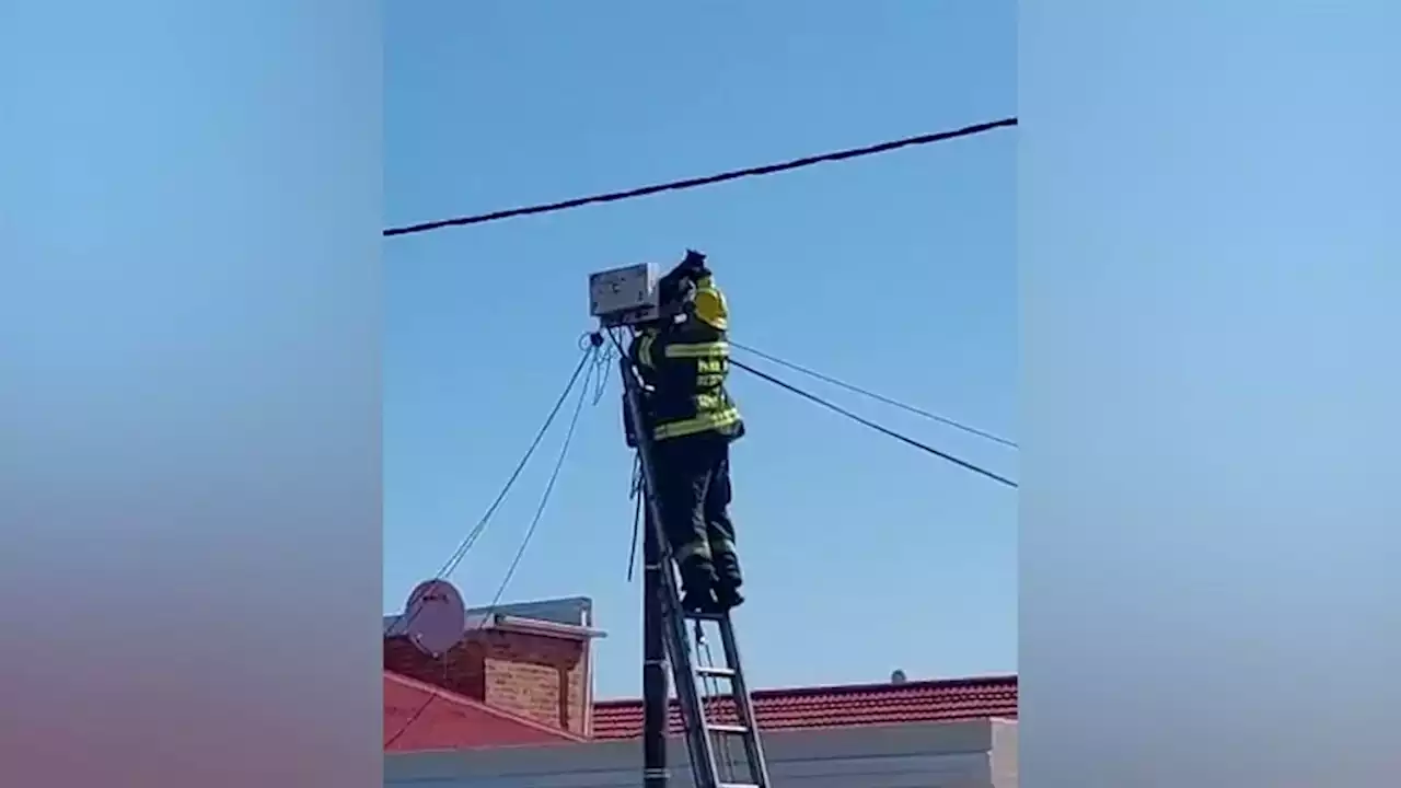 FEEL GOOD | Cat's nine lives intact after Cape Town firefighter rescues it from telephone pole | News24