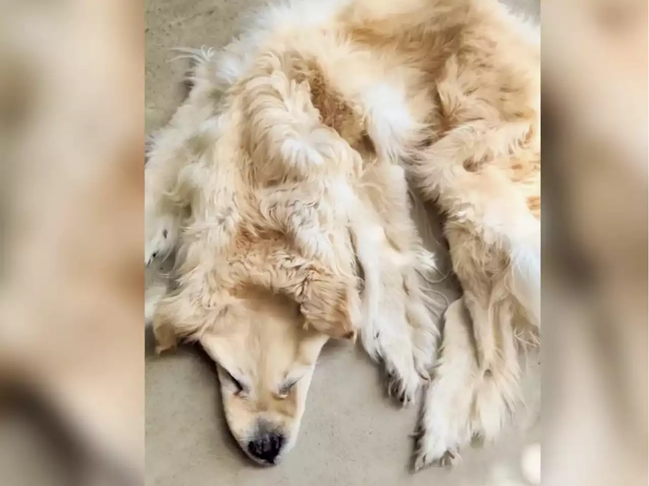 Australian family turns dead dog into rug