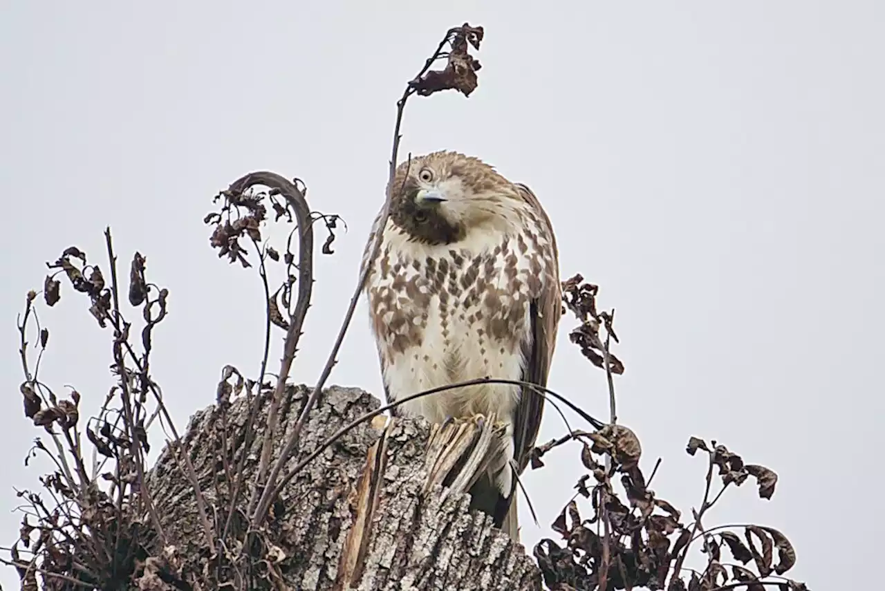 Today* in Hawks around Town - PoPville