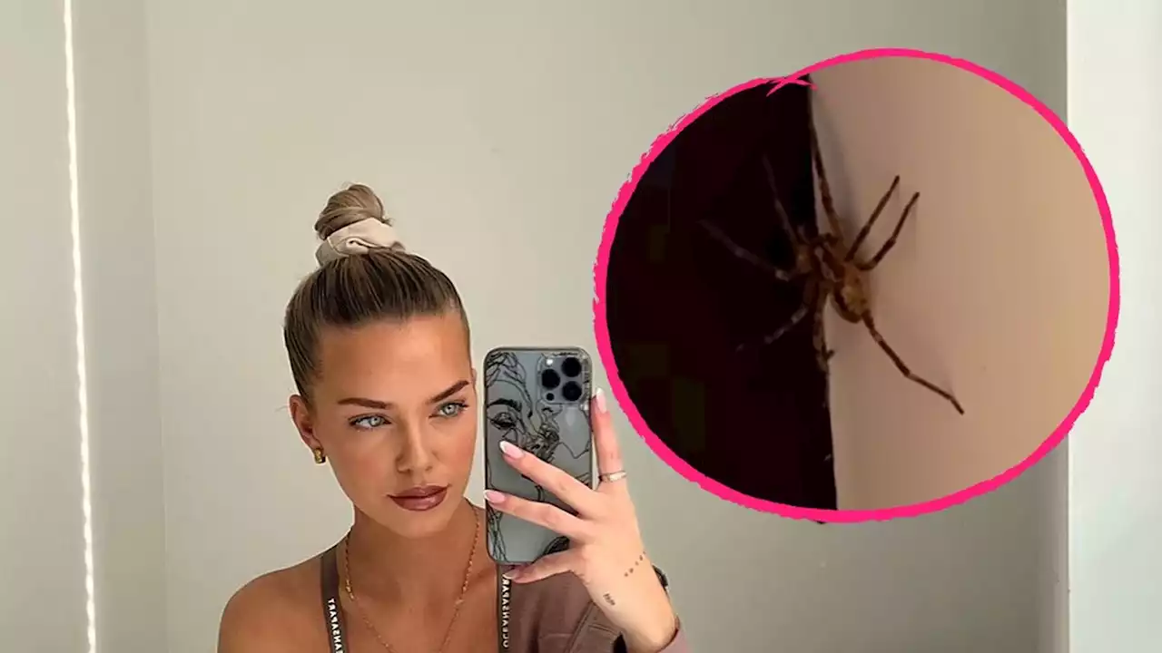 Schock! Laura Maria Rypa hatte Nosferatu-Spinne im Haus