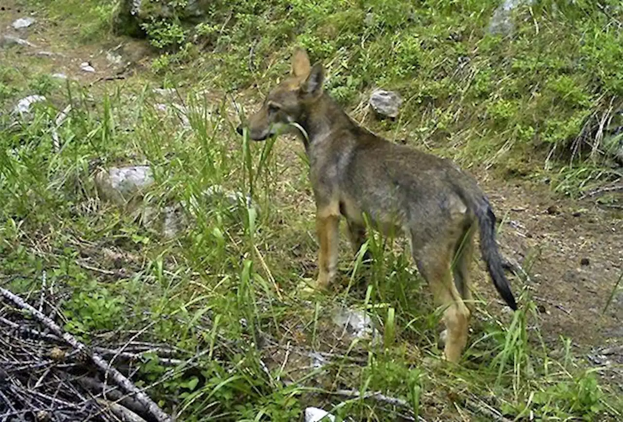 Wannaspitzrudel: Zweiter Jungwolf erlegt - Schweizer Bauer