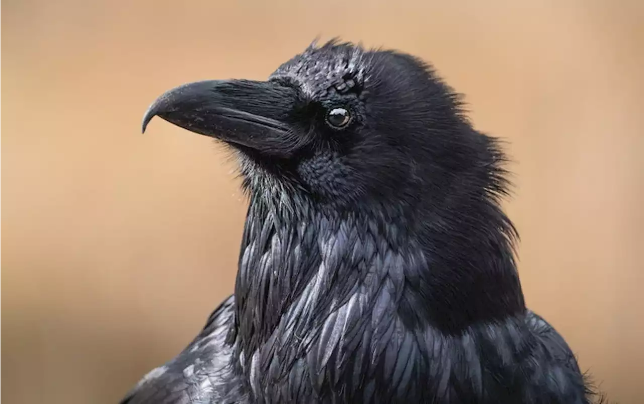 Crows Perform Yet Another Skill Once Thought Distinctively Human