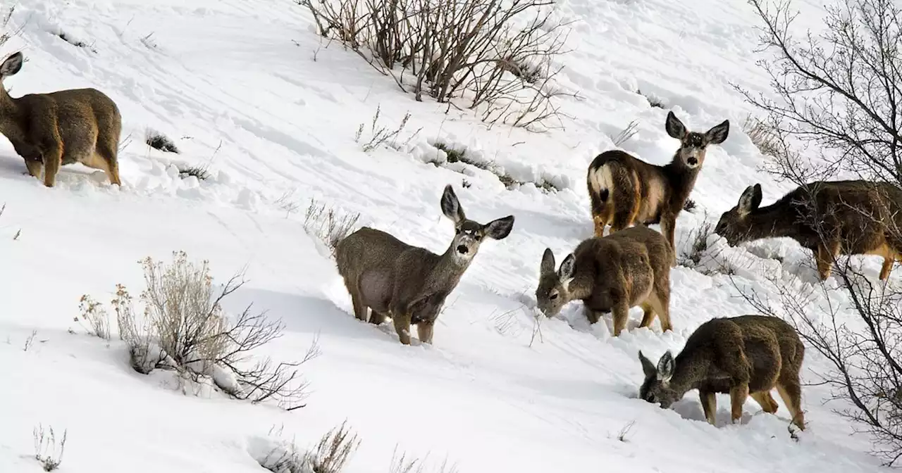 Animals’ changing migration routes may impact how you drive and hunt