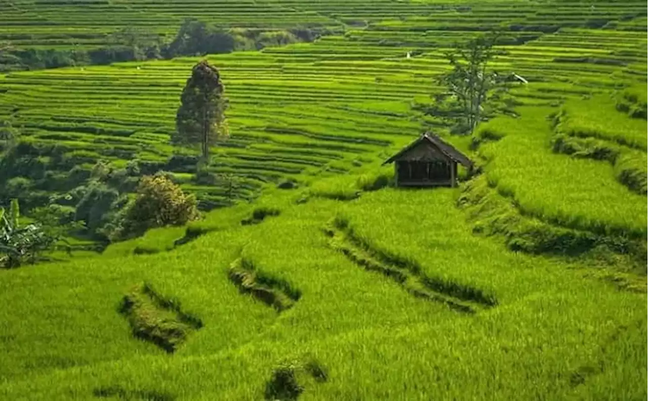 Bikin Adem, Indahnya Hamparan Sawah Terasering di Desa Conto Wonogiri