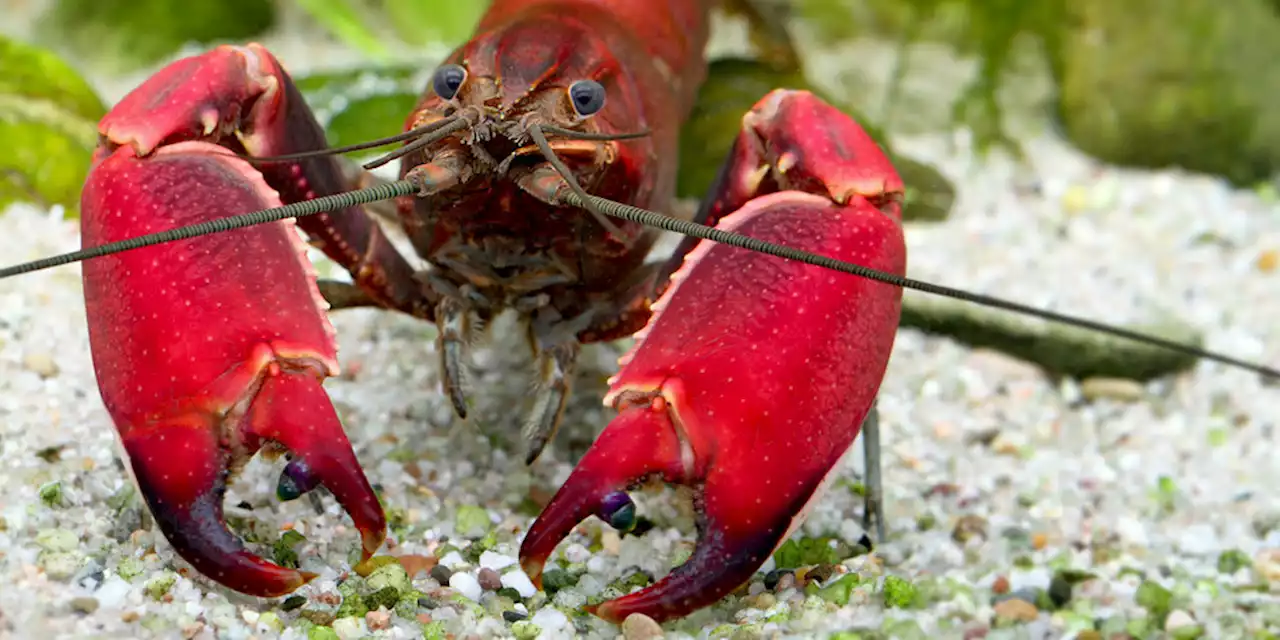 „Cherax wagenknechtae“ in Indonesien: Wagenknecht und der Süßwasserkrebs