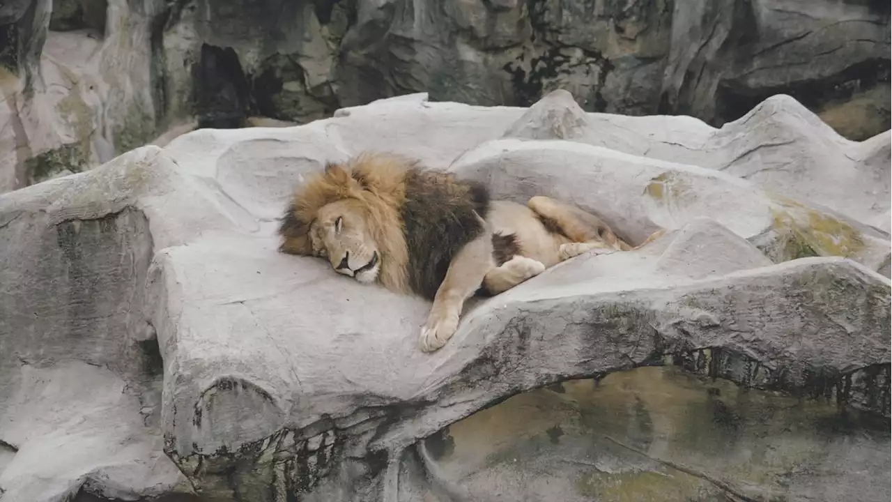 No Injuries Reported After 5 Lions Escape Enclosure at Sydney’s Taronga Zoo