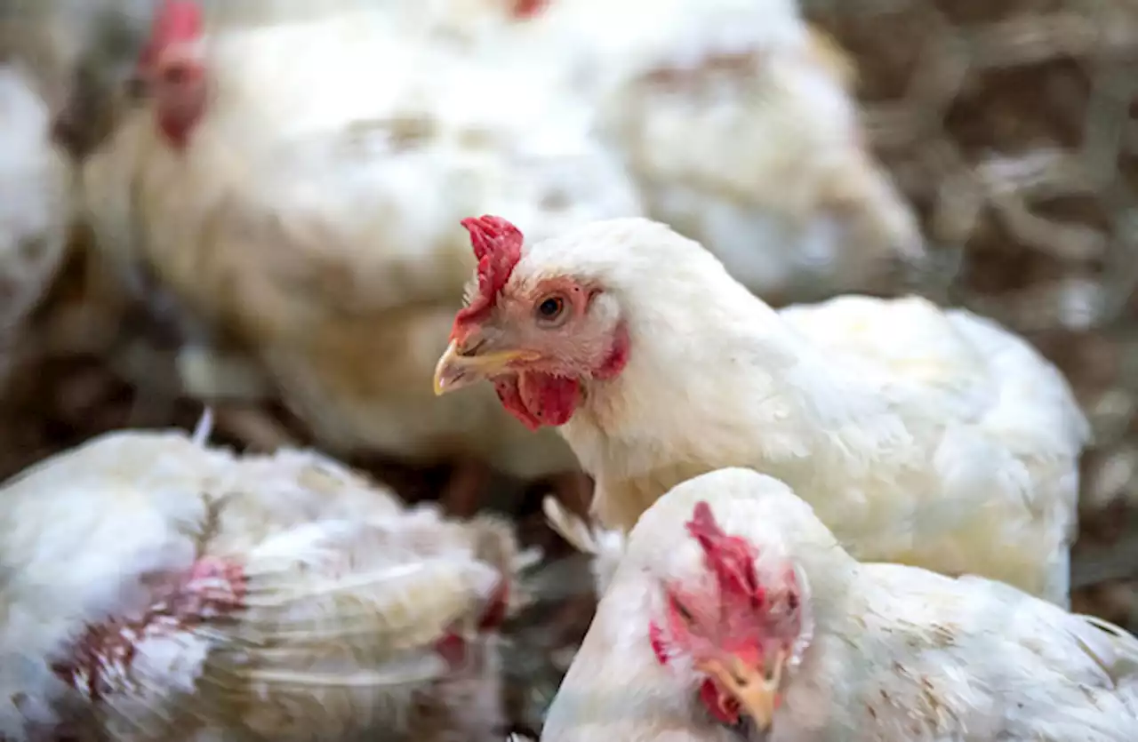 Poultry farmers told to keep flocks indoors as precautionary measure over bird flu cases