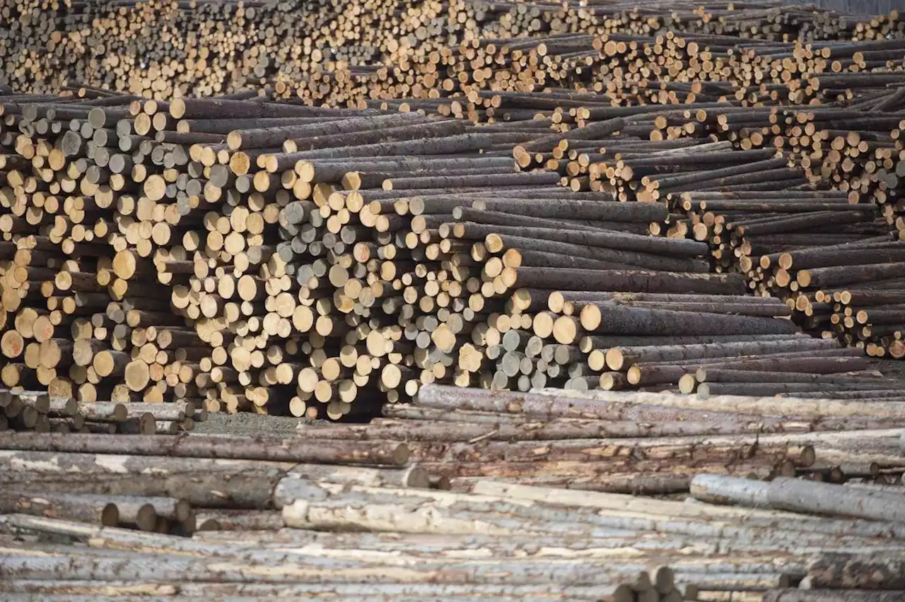 Is Ottawa being deceptive about the carbon emissions from logging? Critics say yes