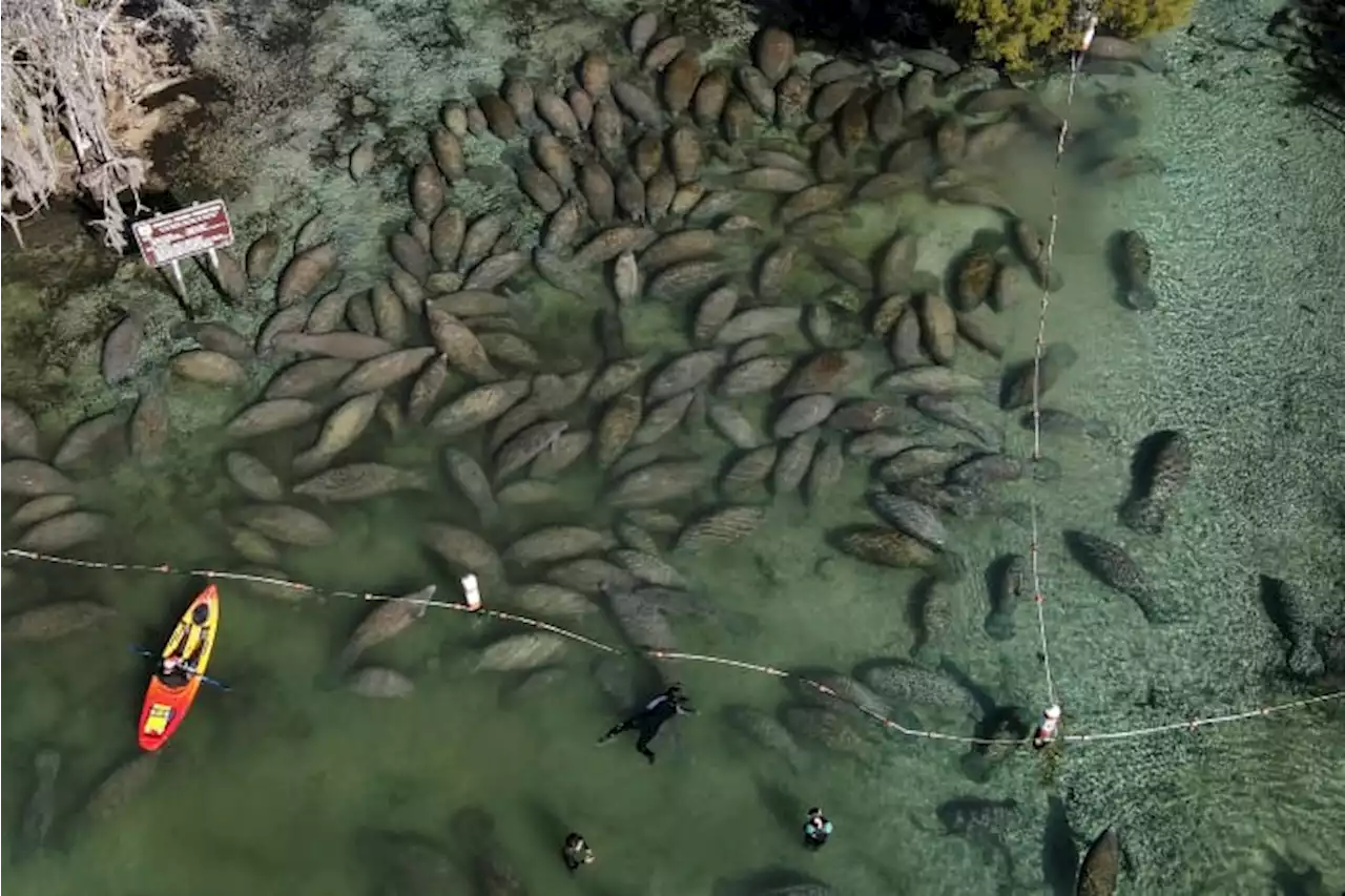 Ian ruins man-made reefs, brings algae bloom to Florida