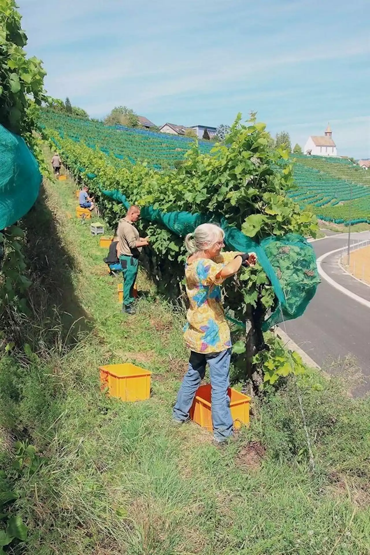 Ein gutes Rebjahr 2022 geht zu Ende - bauernzeitung.ch