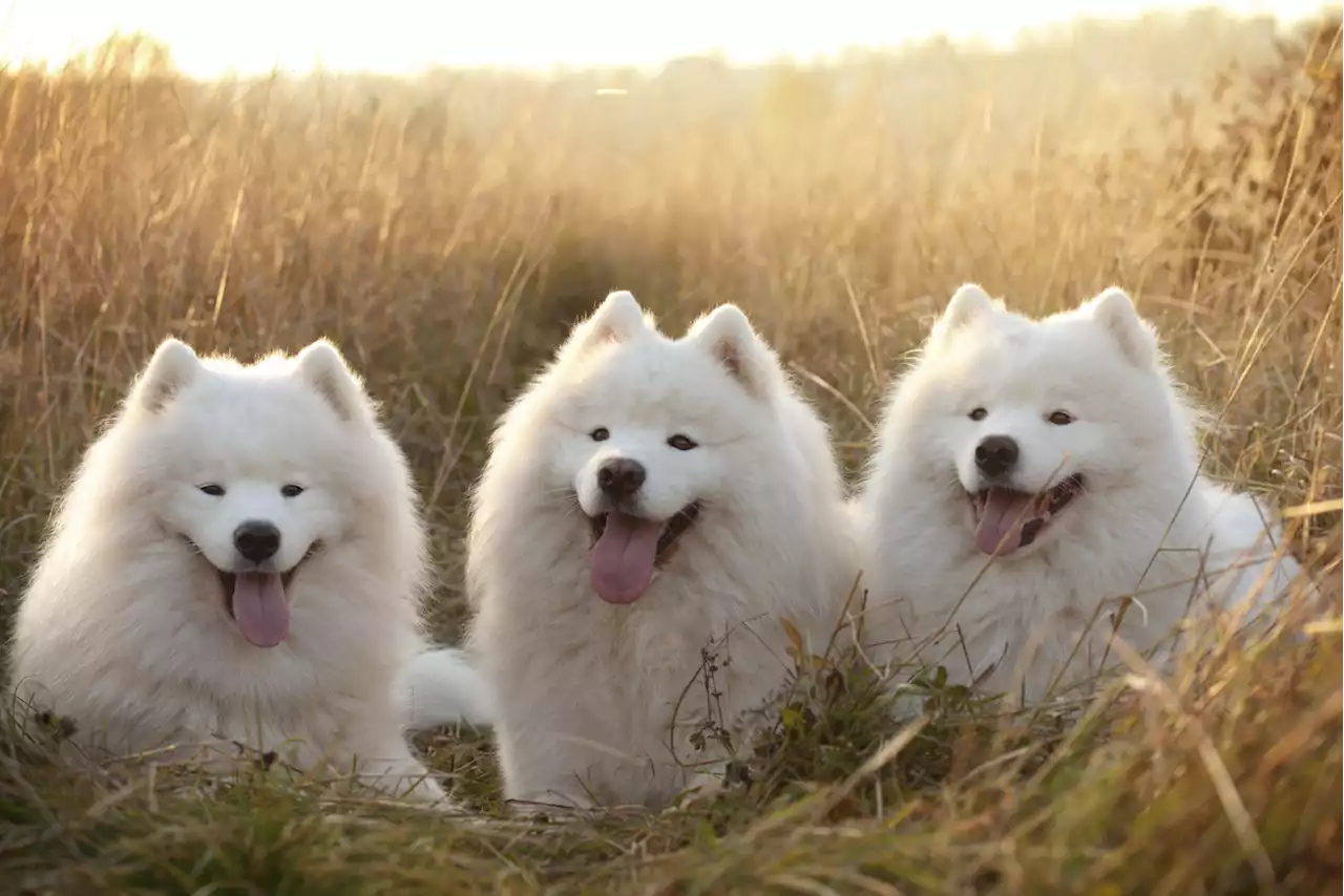 The 7 Fluffiest Dog Breeds, According to Experts — Best Life