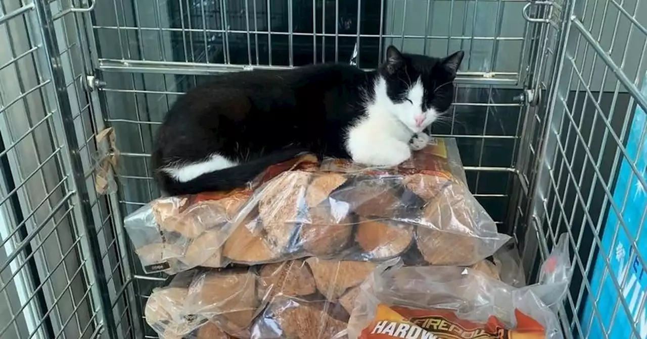 Five cats make an Asda store their home after they stroll in and get comfortable