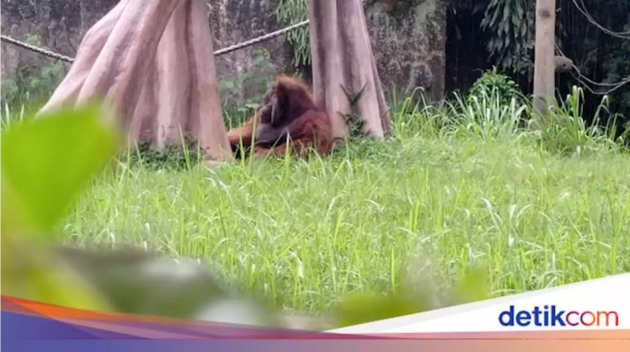 Cerita Ozon sang Orang Utan Legendaris yang Pernah Isap Rokok