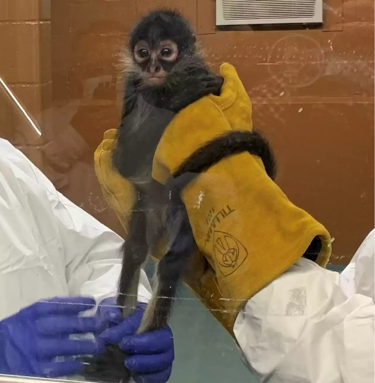 Texas woman tries to smuggle spider monkey into US in 'box of beer'