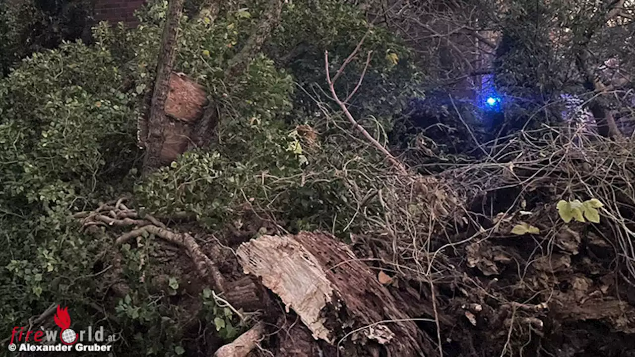 D: Großer Baum in Wienhausen auf Wohngebäude gestürzt