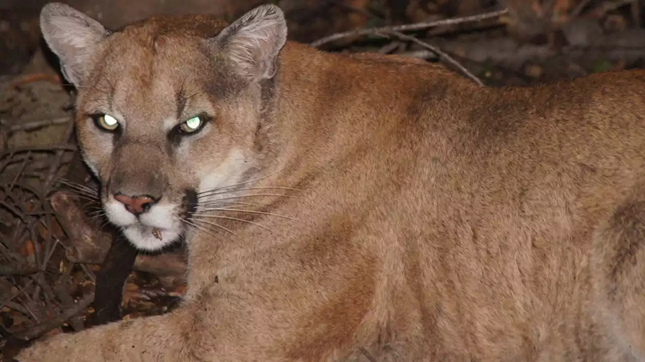 Mountain lion kills leashed dog in Hollywood Hills