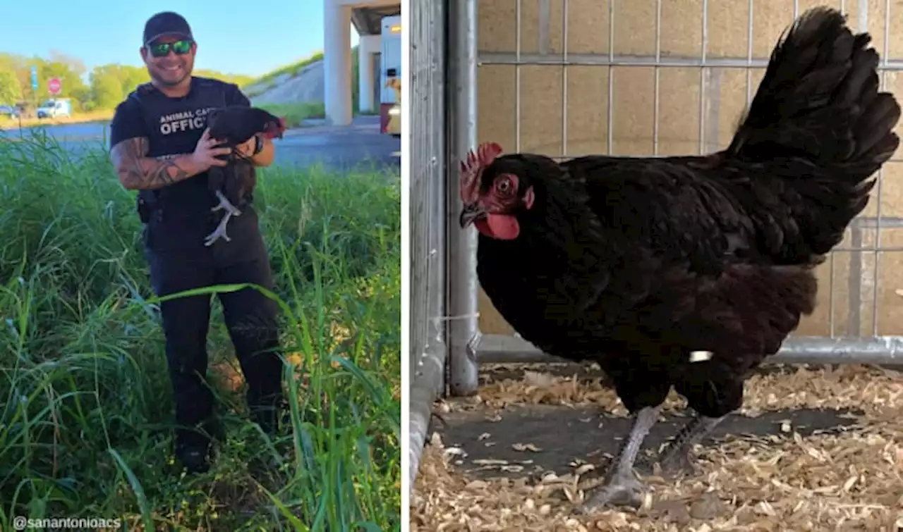 Chicken caught scrambling through traffic on East Side finds forever home, ACS says