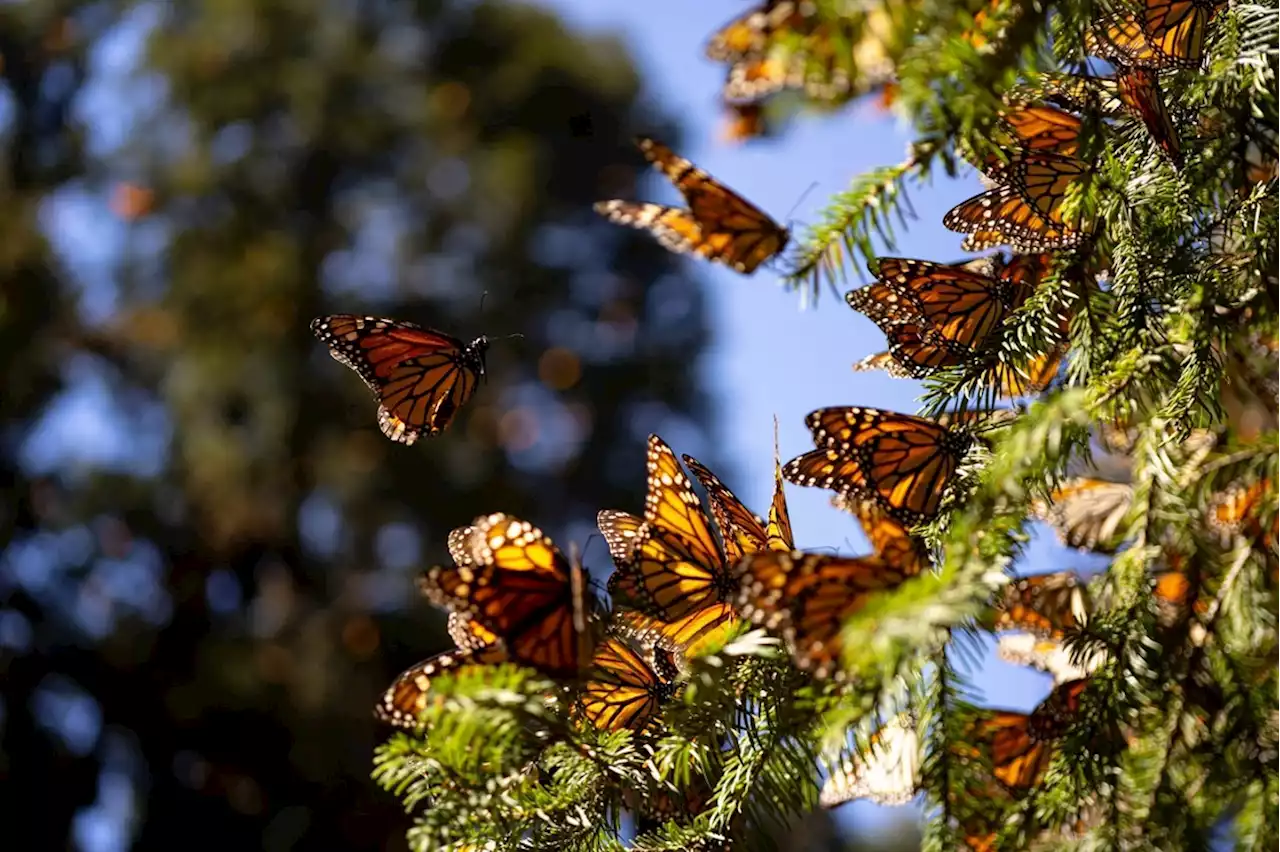 Abren sus puertas al público los santuarios de la mariposa Monarca