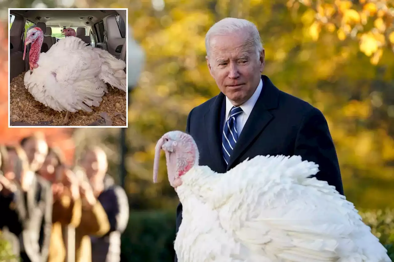 North Carolina turkeys will receive presidential pardon under sunny skies