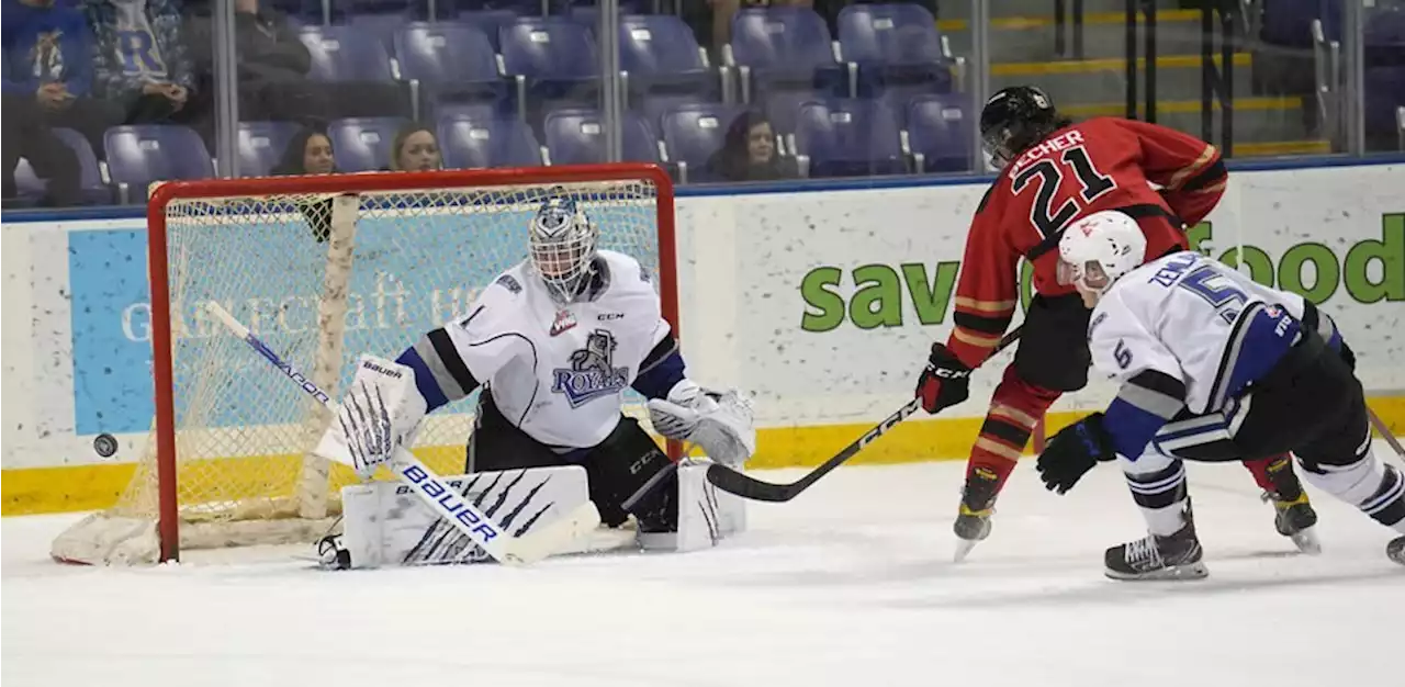 Cougars hammer undermanned Royals in Victoria