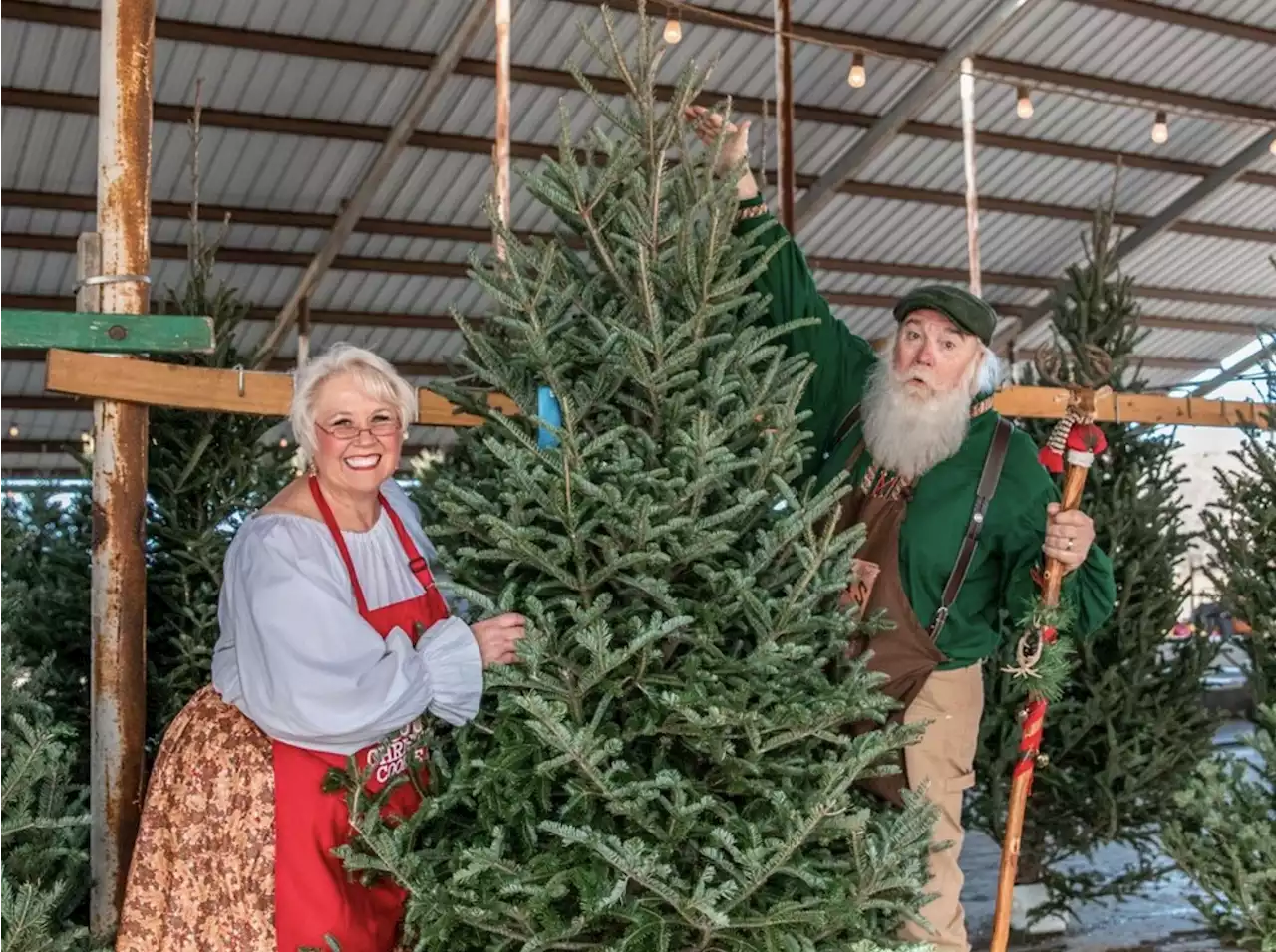 Here's where to cut your own Christmas tree within driving distance of San Antonio