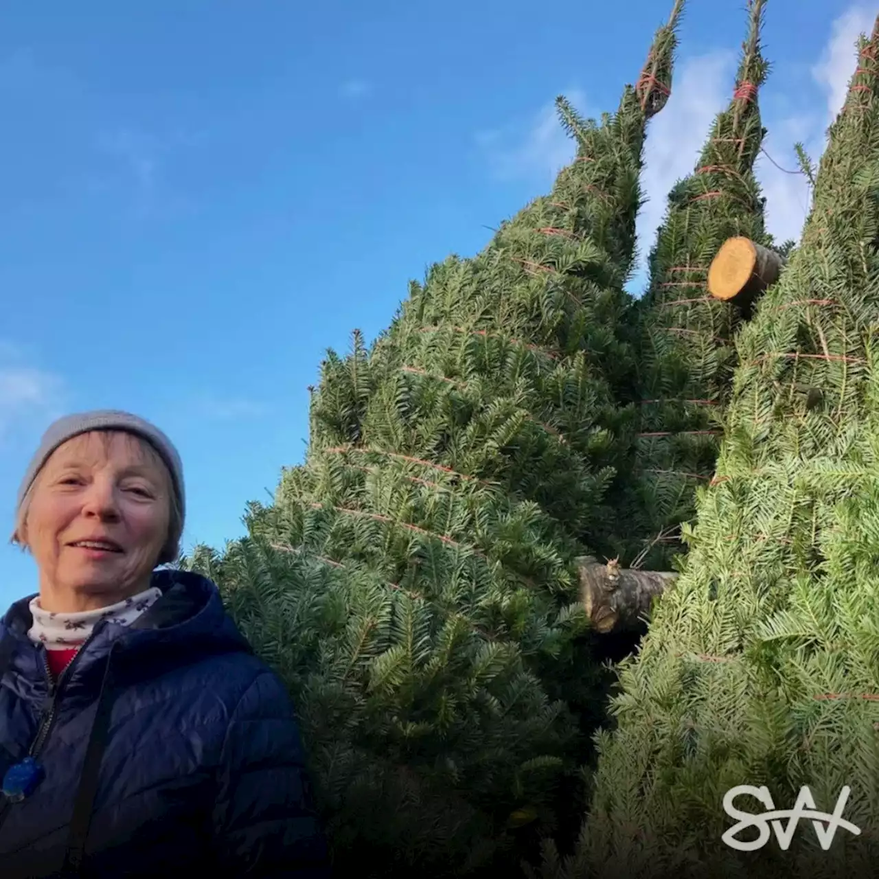 Tradition keeps growing on Pictou County Christmas tree farm | SaltWire