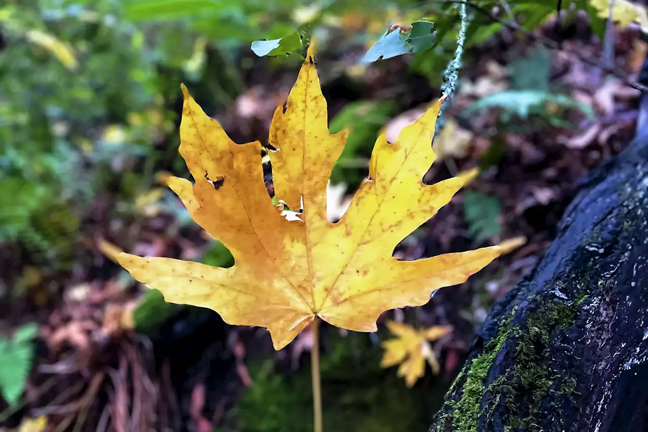 Fall colors are peaking around the Bay Area — here's where