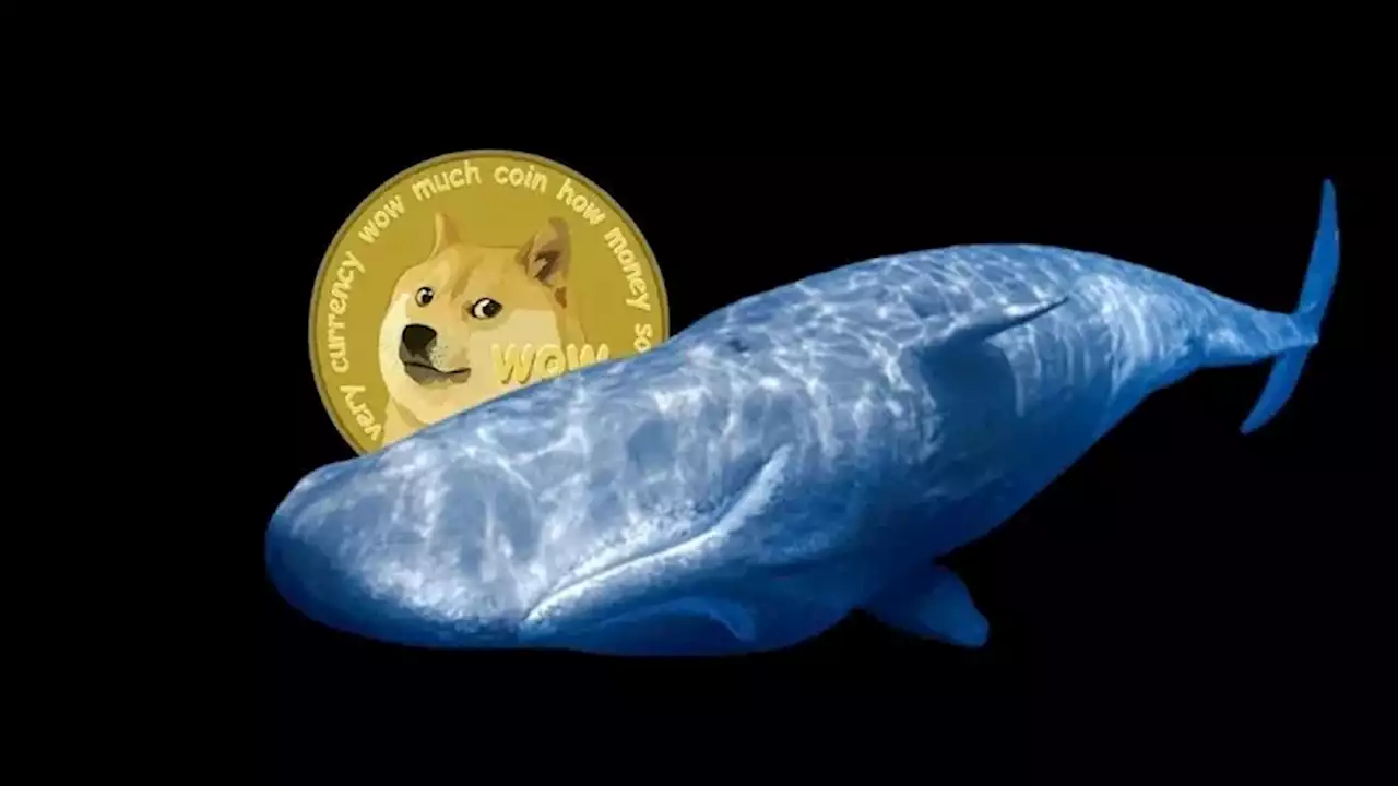 เกิดการทำธุรกรรมด้วยเหรียญ Dogecoin มากกว่า 1 ร้อยล้านบาท ในช่วงที่ Elon Musk กำลังวอร์กับพนักงาน Twitter