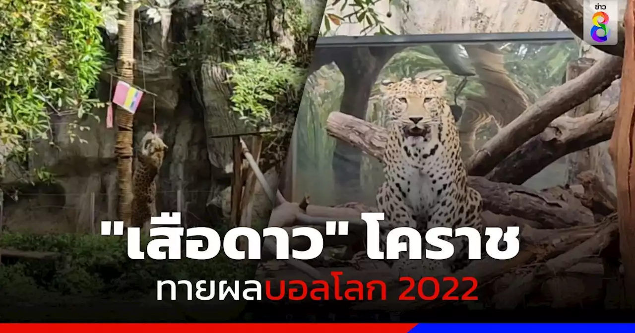 'เสือดาว' สวนสัตว์โคราช ทายผลฟุตบอลโลก 2022