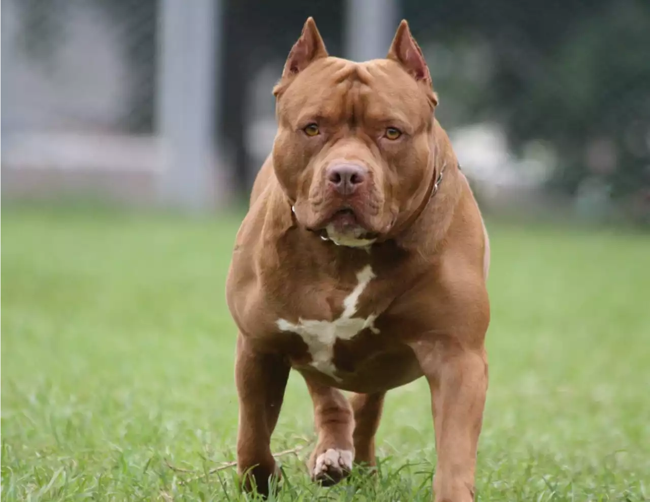 Police shoot 'berserk' pit bull after it mauled a three-year-old to death | The Citizen