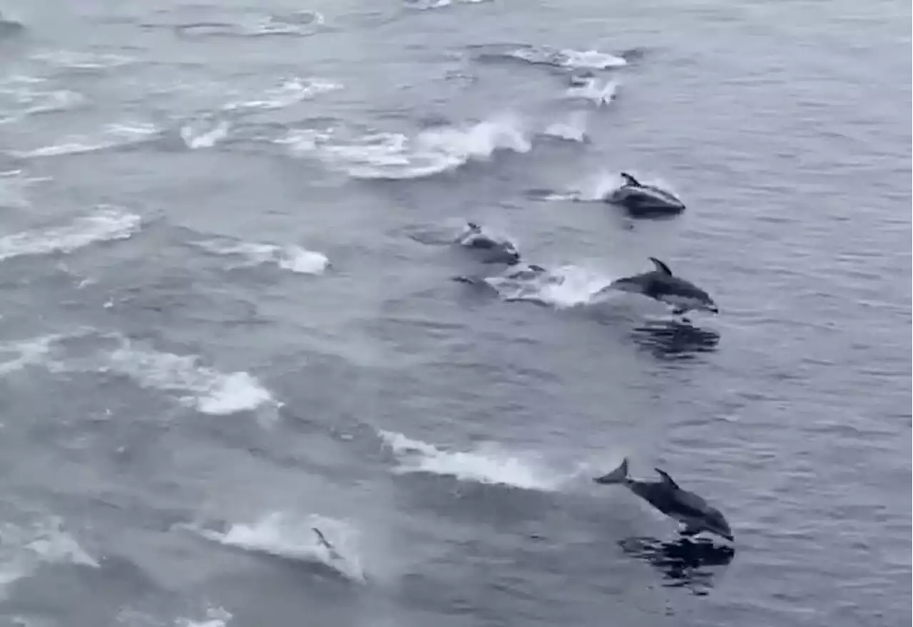 Hundreds of dolphins captured frolicking alongside B.C. Ferries vessel