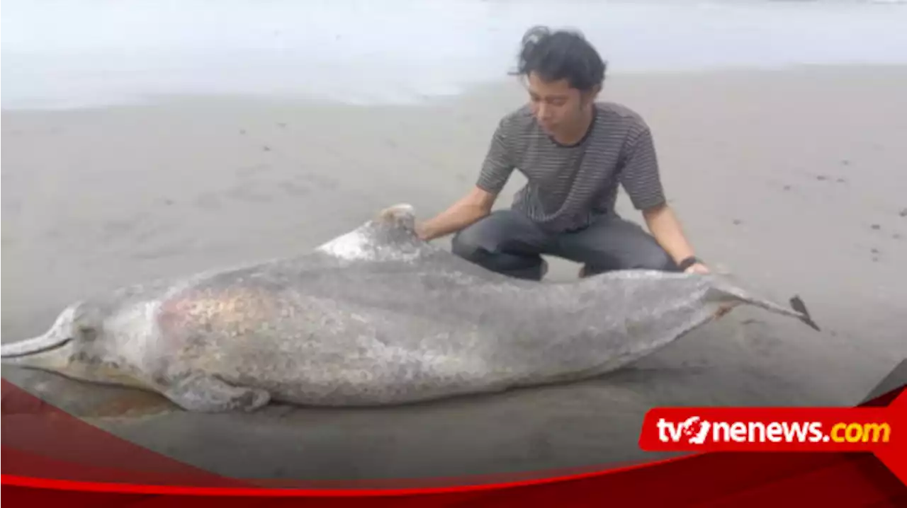 Warga Temukan Seekor Lumba-lumba Mati Terdampar di Pantai Penago Baru Bengkulu