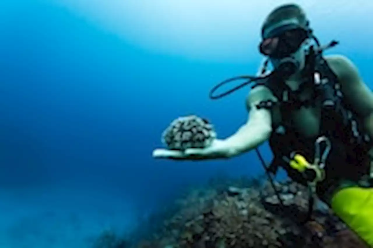 Advice | Central America is a diver’s paradise. Here are 5 spots to get deep.