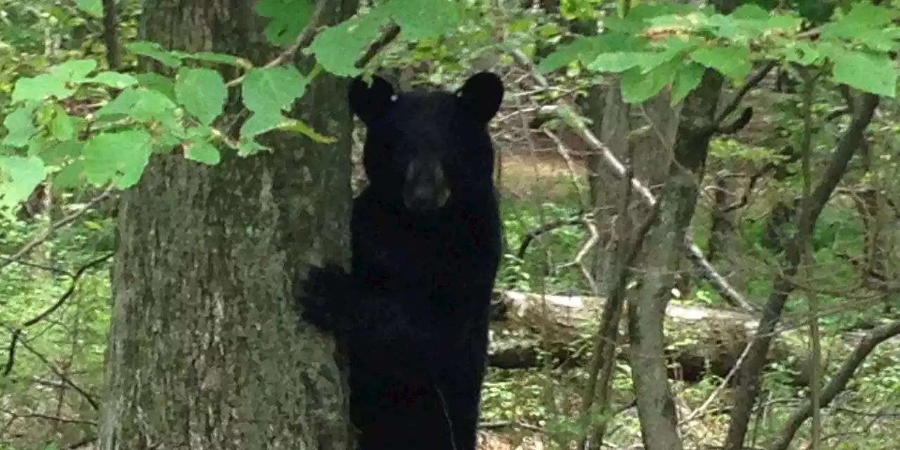 New Jersey’s Bear Hunt Is Restored, Reigniting Debate on Curbing Population