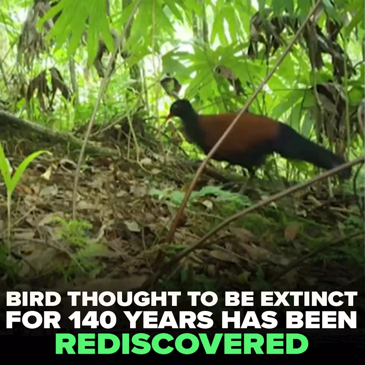 Bird thought to be extinct for 140 years has been rediscovered in the forests of Papua New Guinea