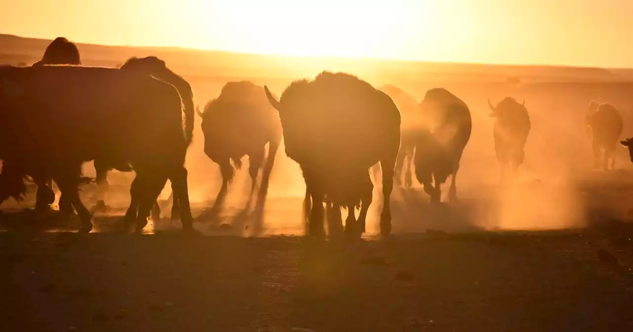 Restoration of bison herds spreads in US as tribes reclaim stewardship