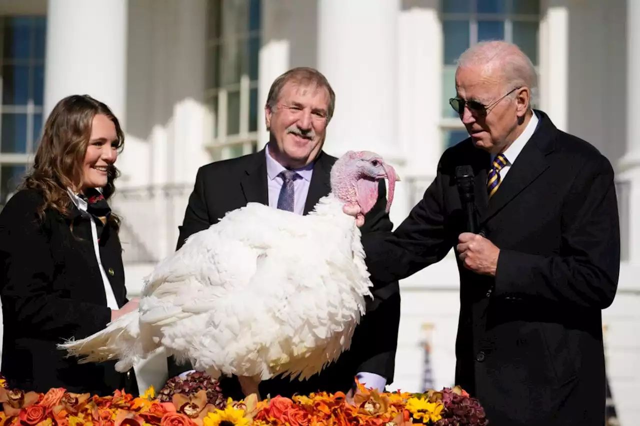 Biden opens holidays, pardons turkeys Chocolate and Chip | amNewYork