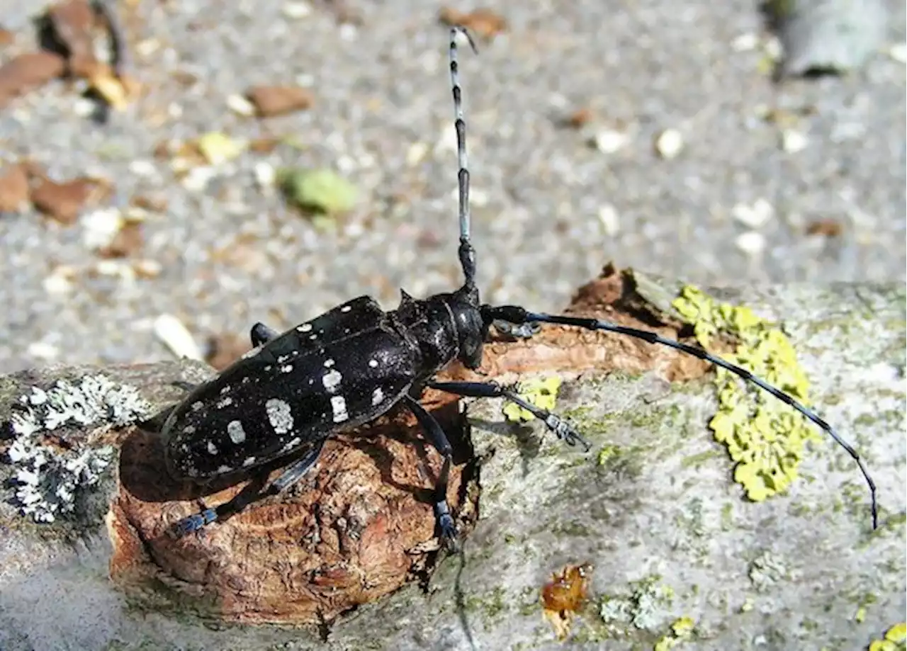 Gefürchteter Waldschädling ist zurück: Asiatischer Laubholzbockkäfer in Luzern - bauernzeitung.ch