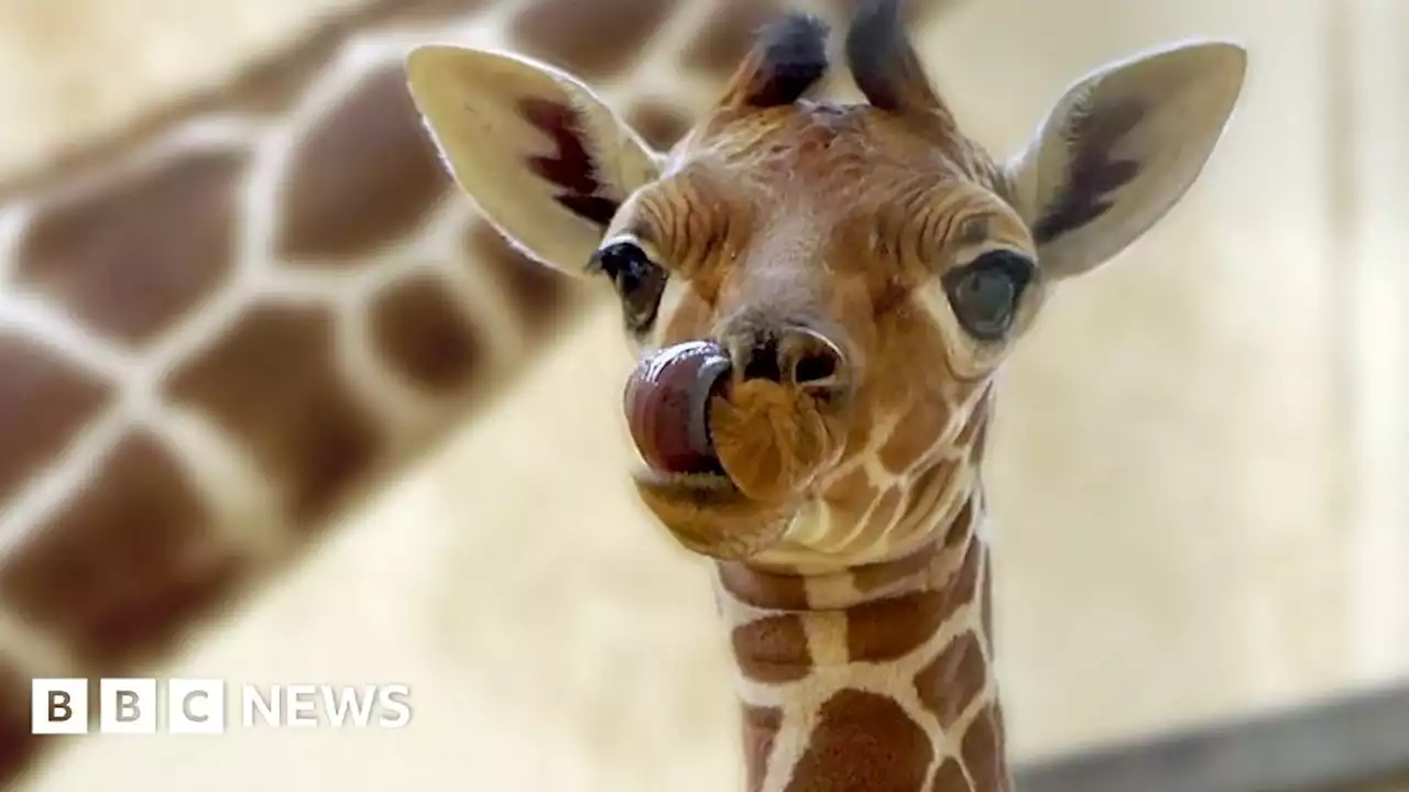 Giraffe's birth at zoo 'vital' for conservation