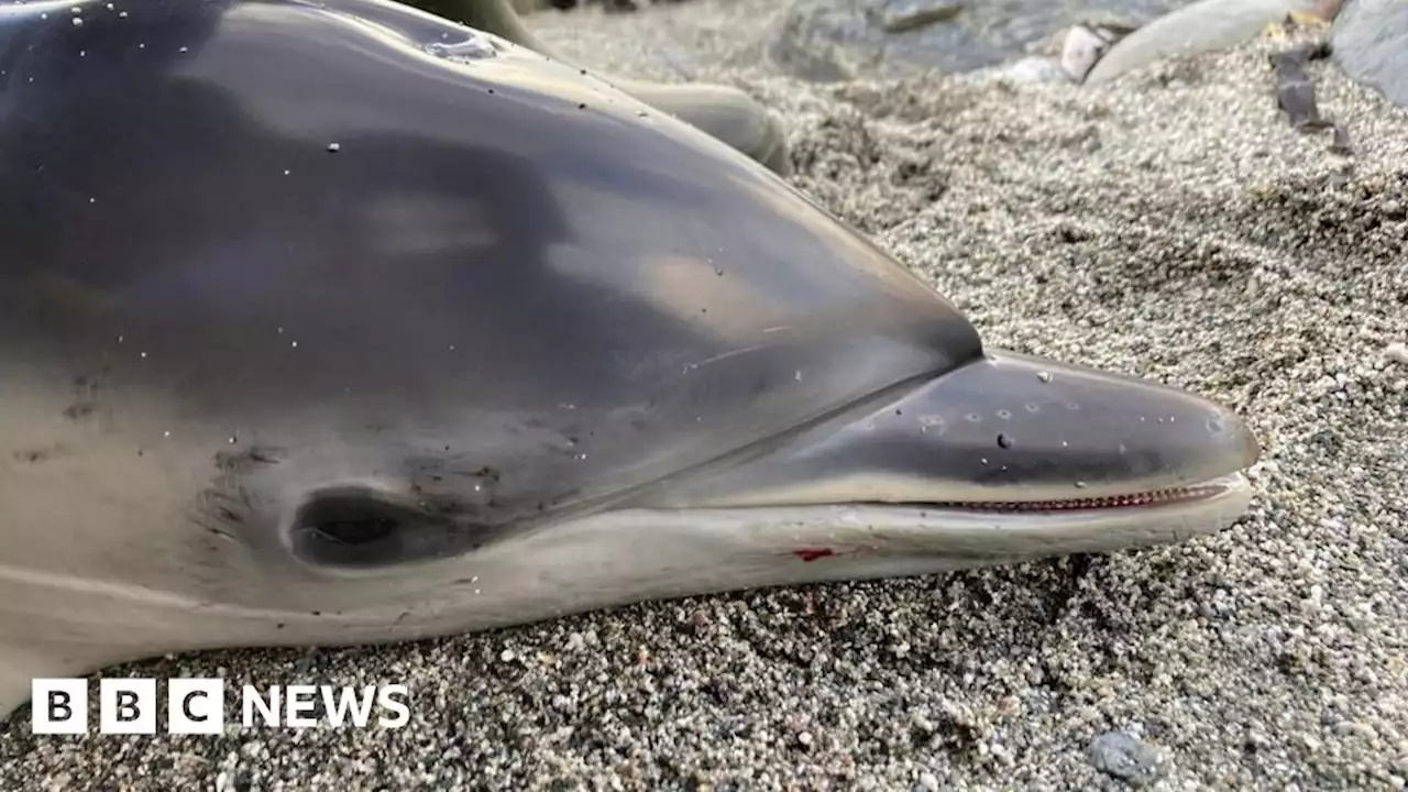 Dead dolphin found in Cornwall 'caught in fishing gear'