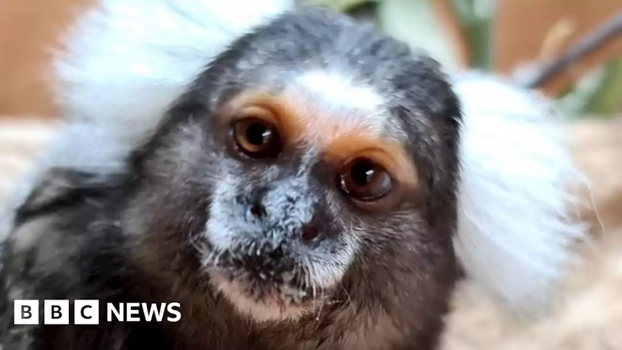 Rescued Aberdeen marmosets start new life in Fife Zoo