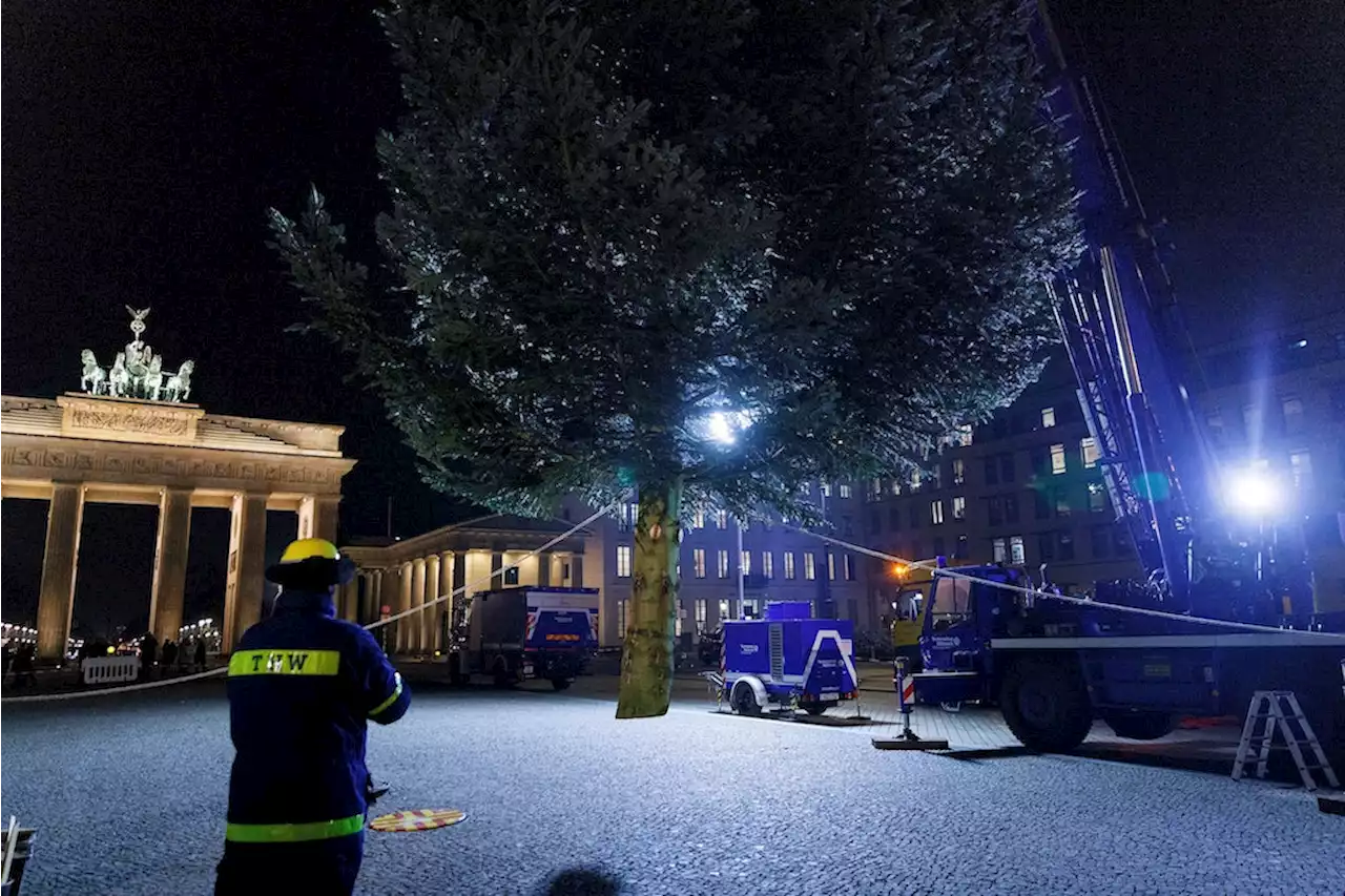 Berlin: Weihnachtsbaum am Brandenburger Tor aufgestellt