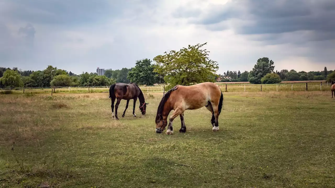 Brandenburg: Tierquäler töten Pferde mit Messer und Faserwolle