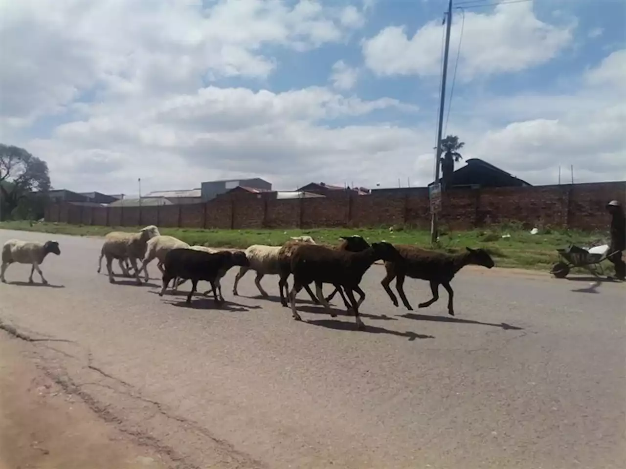 Report livestock on public roads | Boksburg Advertiser