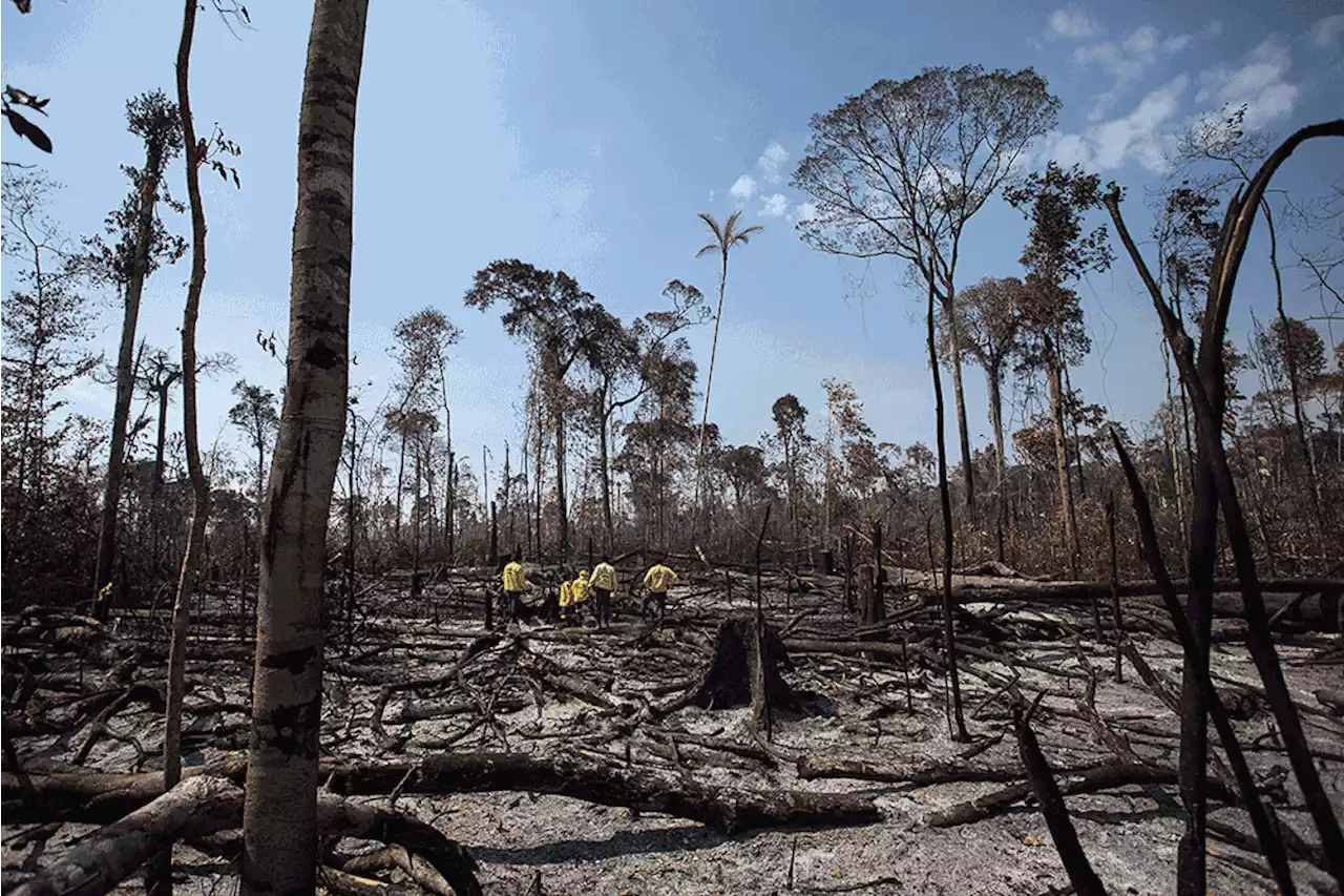 Reino Unido estuda entrar no Fundo Amazônia