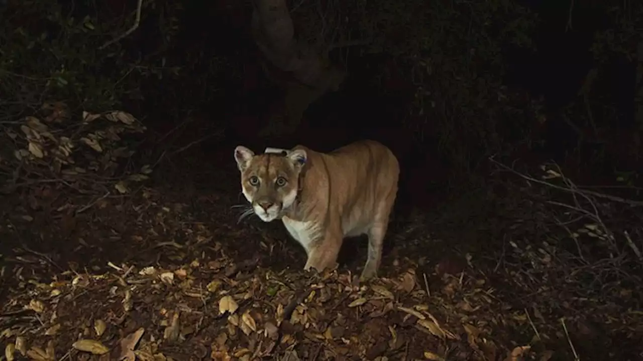 Mountain lion attacks and kills leashed chihuahua in the Hollywood Hills | CNN