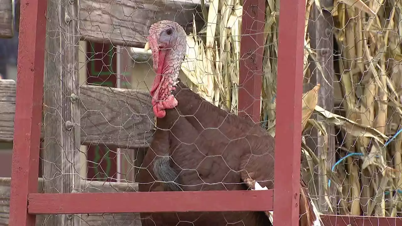 Grapevine pardons Tom T. Turkey for Thanksgiving