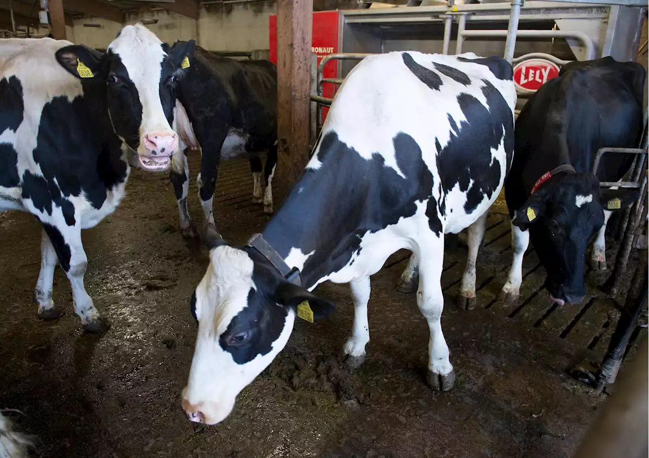 Efter kritiken – Arla slutar klimatkompensera