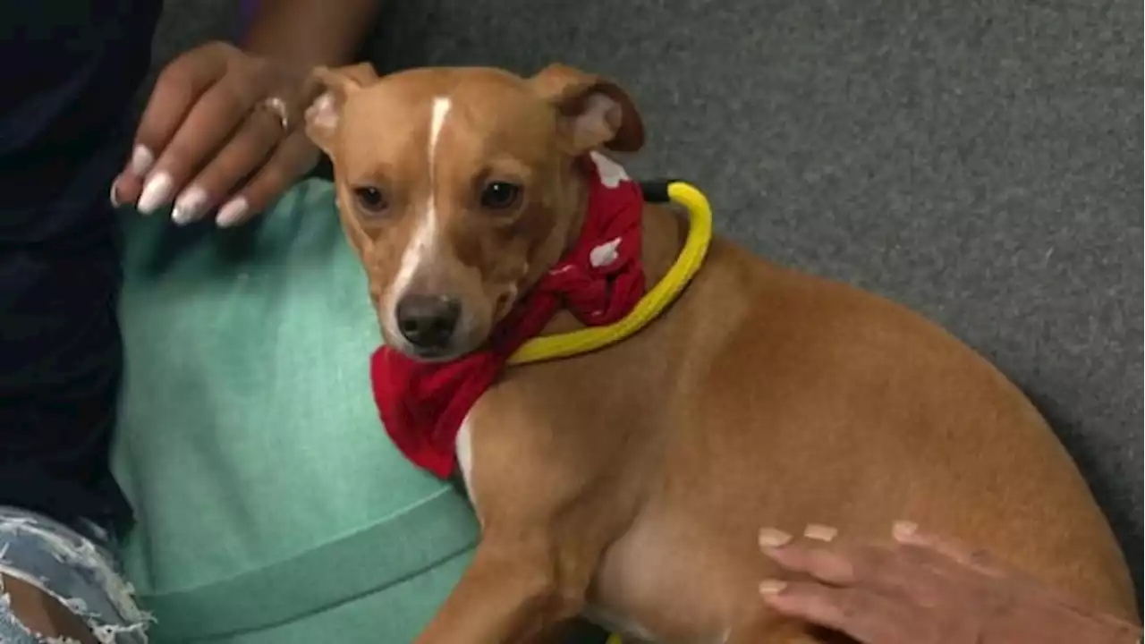 KPRC 2 Pet Project: Meet Pico, an intelligent, distinguished bookworm